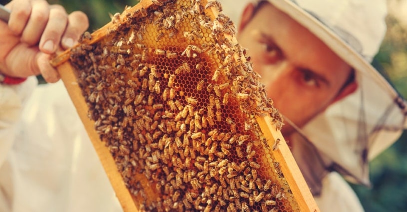 Imker der Apitherapie, der gerade eine Bienenwabe mit Bienen betrachtet