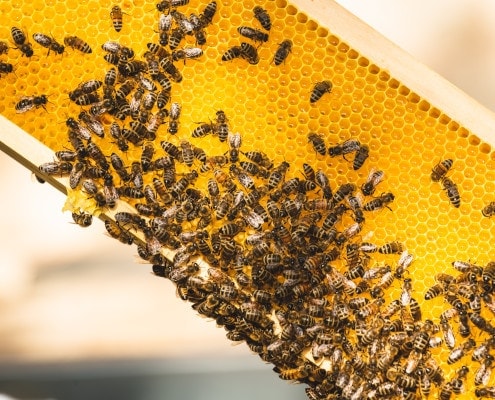 Bienenwabe mit Bienen