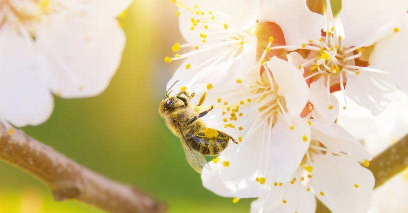 Biene mit Pollenhäschen an weißer Kirschblüte im warmen Gegenlicht